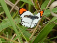 Colotis euippe omphale