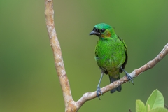 Tangara cyanocephala