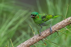 Tangara cyanocephala