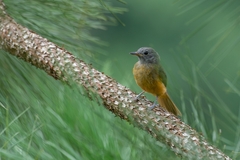 Mionectes rufiventris