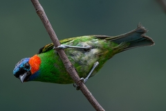 Tangara cyanocephala