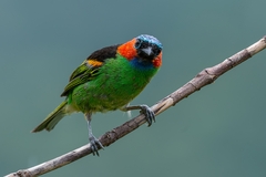 Tangara cyanocephala