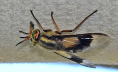Chrysops aestuans
