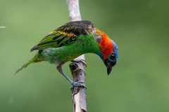 Tangara cyanocephala