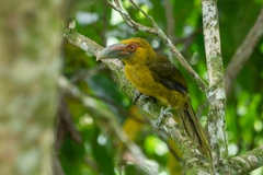 Pteroglossus bailloni