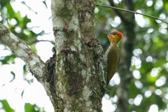 Piculus flavigula