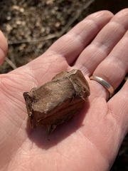 Antheraea polyphemus