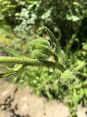 Kyhosia bolanderi