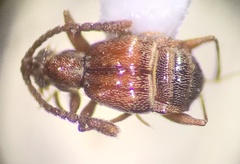 Pselaphinae