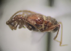 Pselaphinae