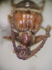 Pselaphinae