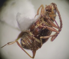 Pselaphinae