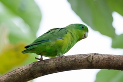 Forpus xanthopterygius