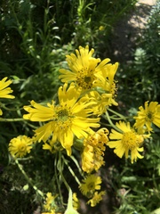 Kyhosia bolanderi