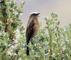 Ochthoeca fumicolor