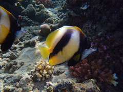 Heniochus intermedius