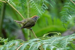 Hylophilus poicilotis