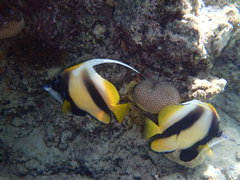 Heniochus intermedius