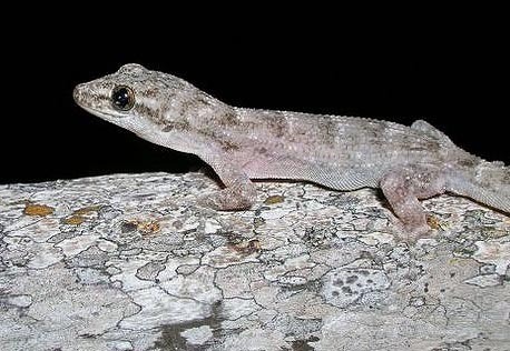 Coastal Leaf-Toed Gecko