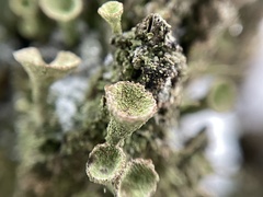 Cladonia chlorophaea