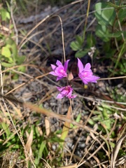 Calopogon barbatus
