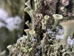 Cladonia chlorophaea
