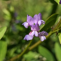 Vicia ludoviciana