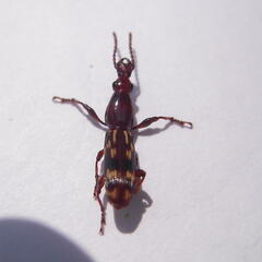 Arrhenodes minutus