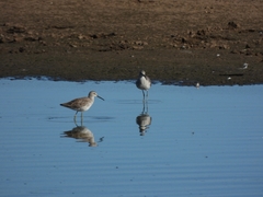 Calidris himantopus