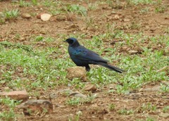 Lamprotornis australis