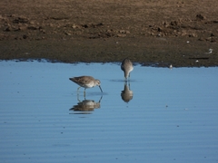 Calidris himantopus