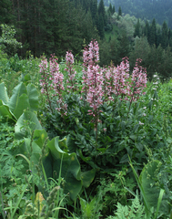 Dictamnus angustifolius