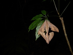 Marumba cristata bukaiana