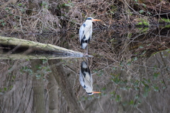 Ardea cinerea