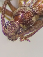Pselaphinae