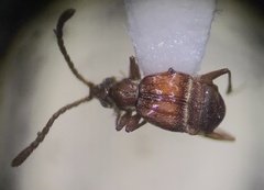Pselaphinae
