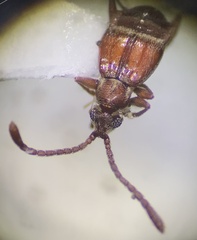 Pselaphinae