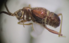Pselaphinae