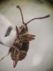 Pselaphinae