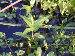 Alternanthera philoxeroides