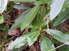Meliscaeva