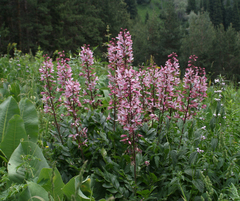 Dictamnus angustifolius