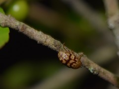 Cryptocephalus fulguratus