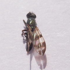Chaetopsis massyla