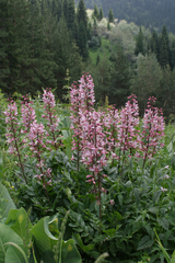 Dictamnus angustifolius