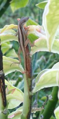Anolis sagrei
