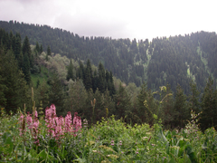 Dictamnus angustifolius