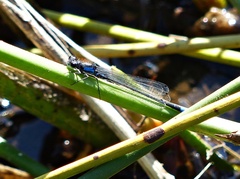 Cyanallagma interruptum