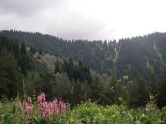 Dictamnus angustifolius