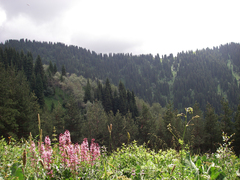 Dictamnus angustifolius